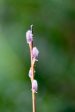 Salix gilgiana (Winter Willow) Supply