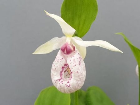 Cypripedium  Anita  (Lady s Slipper Orchid) Online