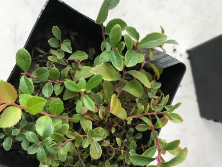 Vaccinium caespitosum (Dwarf Bilberry) Online Hot Sale