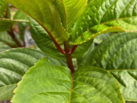 Hydrangea macrophylla  Game Changer Blue  (Hydrangea) For Sale