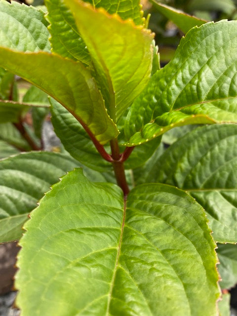 Hydrangea macrophylla  Game Changer Blue  (Hydrangea) For Sale