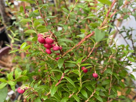 Gaultheria mucronulata  Female (Prickly Heath) syn. Pernettia mucronulata Online Hot Sale