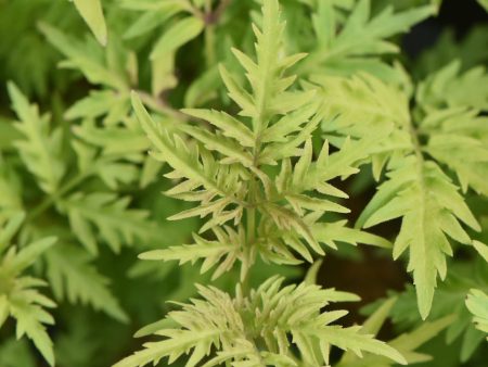 Sambucus racemosa  Lemony Lace  PP#26613 CBRAF (Yellow Cut-Leaf Elderberry) Online Sale