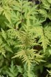 Sambucus racemosa  Lemony Lace  PP#26613 CBRAF (Yellow Cut-Leaf Elderberry) Online Sale