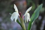 Roscoea x beesiana  (Hardy Ginger) Fashion