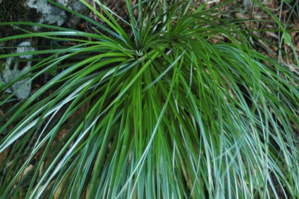 Xerophyllum tenax (Beargrass) Discount