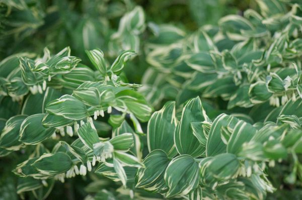 Polygonatum x hybridum  Striatum (Solomon s Seal) Online Sale