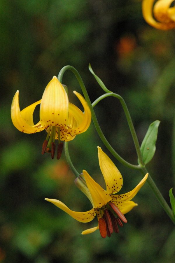 Lilium columbianum (Columbia Lily) Supply