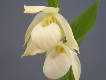 Cypripedium  Bernd Pastel  (Hardy Lady Slipper Orchid) Online Hot Sale