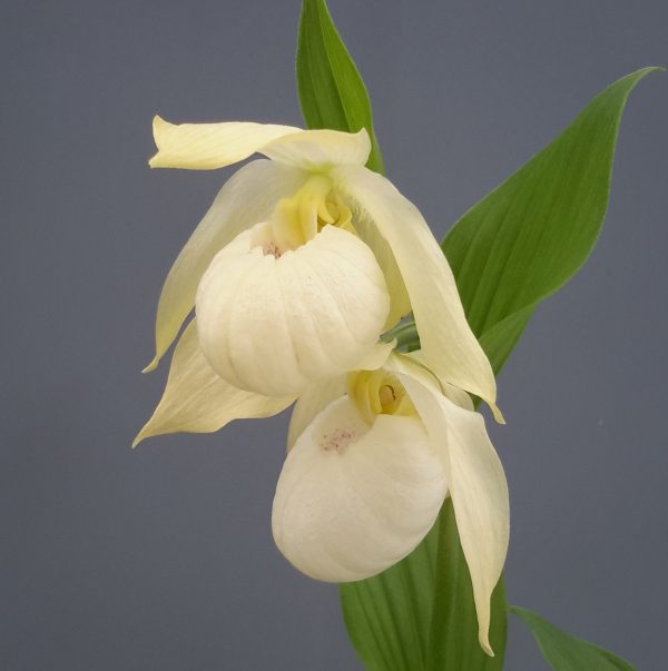 Cypripedium  Bernd Pastel  (Hardy Lady Slipper Orchid) Online Hot Sale