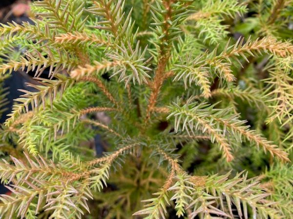 Cryptomeria japonica  Gracilis   (Japanese Cedar) For Cheap