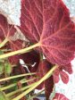 Begonia sp. DJHAP 18003  Tectonic Magma  For Cheap