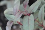 Fuchsia magelanica  Gracilis Variegata  (Variegated Fuchsia) Fashion