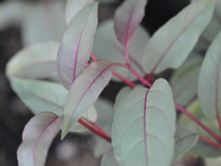 Fuchsia magelanica  Gracilis Variegata  (Variegated Fuchsia) Fashion