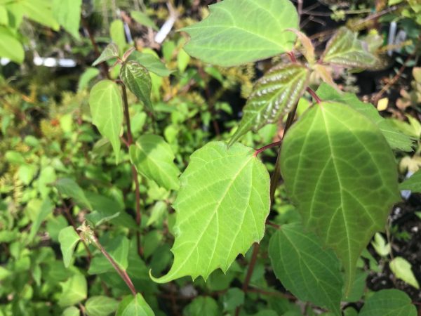 Viburnum betulifolium ZHN-15-068 (Species viburnum) Online now