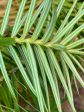 Cunninghamia lanceolata (China Fir) on Sale