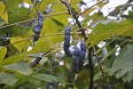 Decaisnea fargesii (Dead Man s Fingers) For Sale