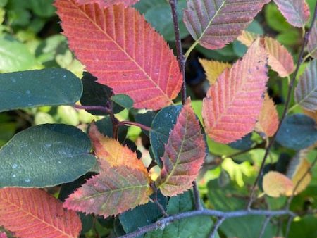 Carpinus caroliniana  Wisconsin Red  (Hornbeam) Online