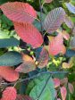 Carpinus caroliniana  Wisconsin Red  (Hornbeam) Online