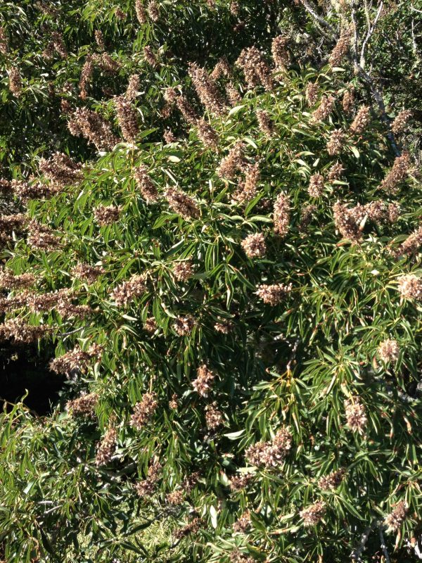 Aesculus californica (California Buckeye) Online Hot Sale