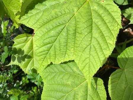 Acer pensylvanicum  Erythrocladum   (Striped Maple) Online Hot Sale