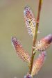 Salix gilgiana (Winter Willow) Supply