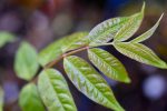 Toona sinensis Bronze Leaf (Chinese Mahogany) syn. Cedrela sinensis Online Sale