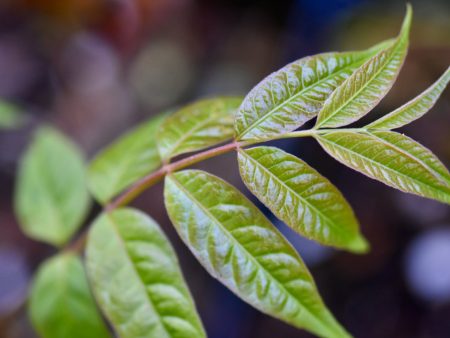 Toona sinensis Bronze Leaf (Chinese Mahogany) syn. Cedrela sinensis Online Sale