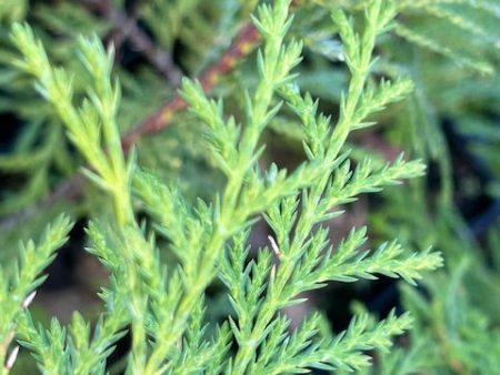 Callitropsis nootkatensis  (Alaskan Yellow Cedar) For Sale