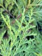 Callitropsis nootkatensis  (Alaskan Yellow Cedar) For Sale