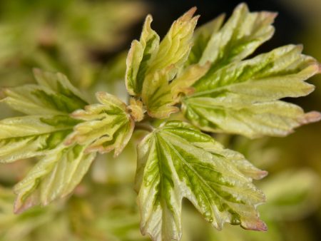 Acer campestre  Carnival  (Carnival Hedge Maple) Fashion