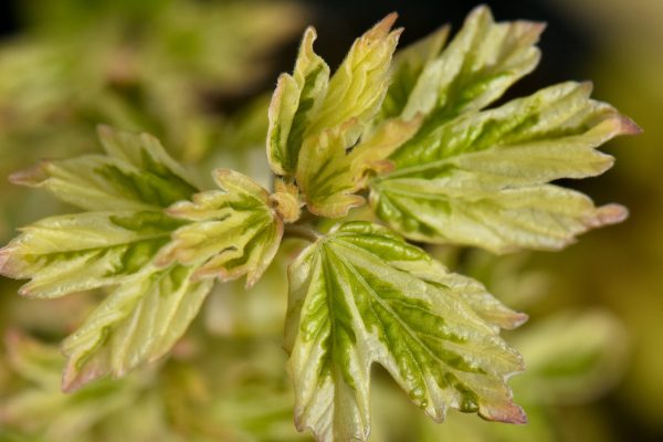 Acer campestre  Carnival  (Carnival Hedge Maple) Fashion