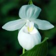 Cypripedium reginae alba (Lady s Slipper Orchid) Sale