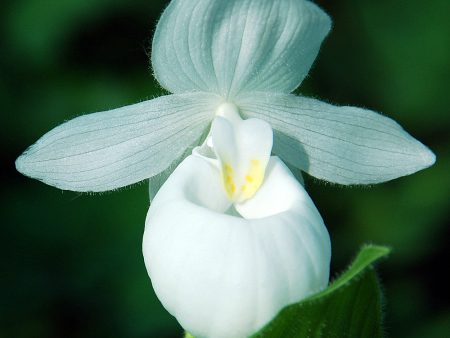 Cypripedium reginae alba (Lady s Slipper Orchid) Sale