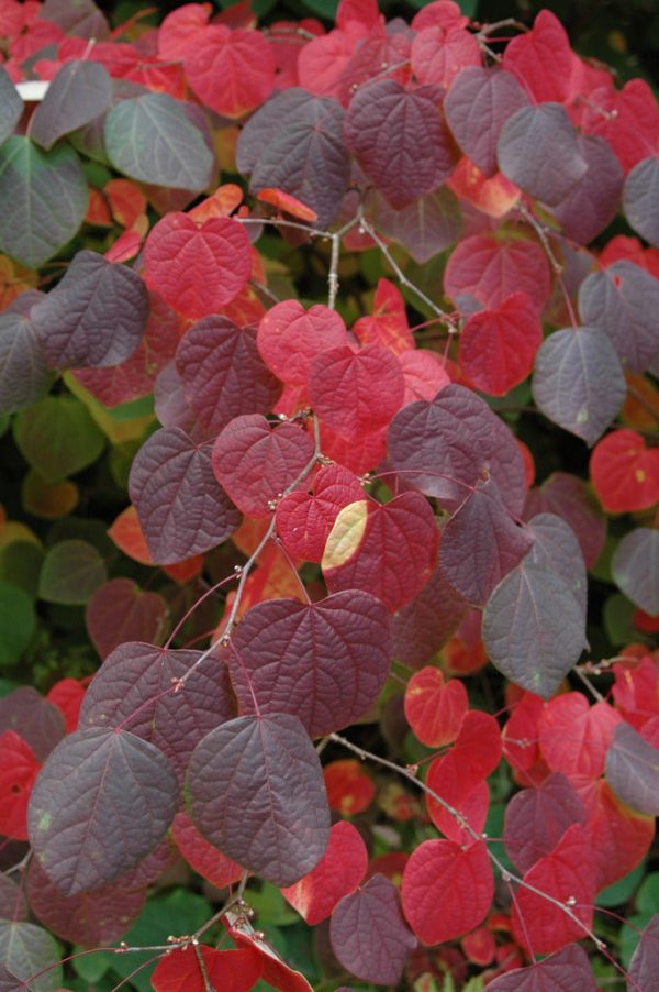 Disanthus cercidifolius (Redbud Hazel) Online Hot Sale