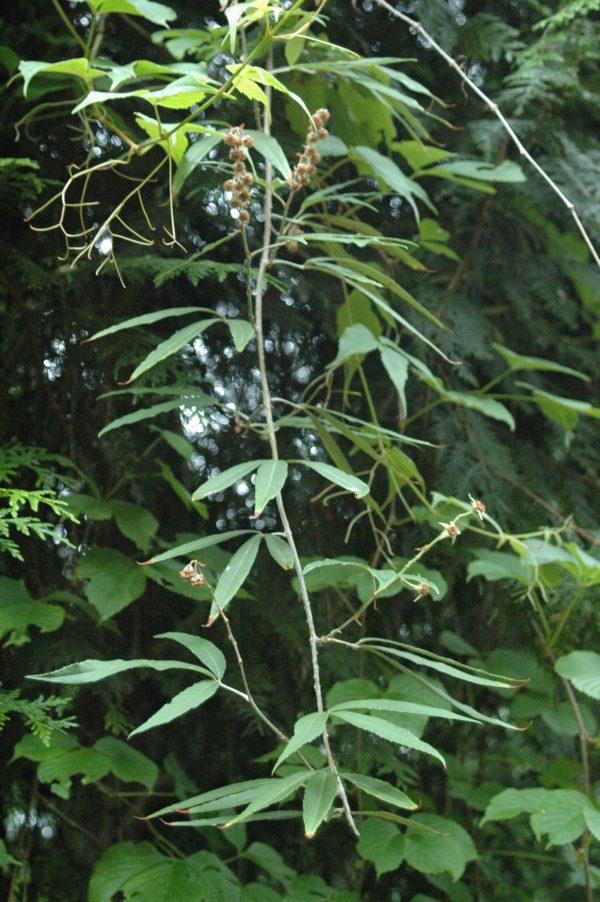 Rubus henryi var. bambusarum (Bamboo-Leaved Raspberry) Online Sale