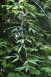 Rubus henryi var. bambusarum (Bamboo-Leaved Raspberry) Online Sale