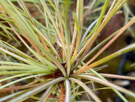 Pinus ayacahuite  (Mexican White Pine) Fashion