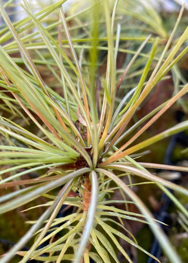 Pinus ayacahuite  (Mexican White Pine) Fashion