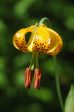 Lilium columbianum (Columbia Lily) Supply