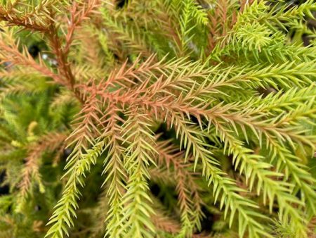 Cryptomeria japonica  Sekkan Sugi   (Japanese Cedar) Fashion