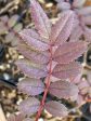 Sorbus carmesina BL12545 (Mountain Ash, Rowan) on Sale