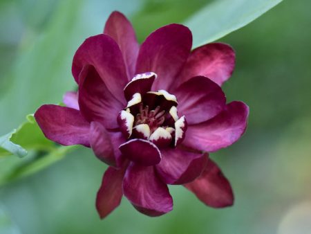 Calycanthus  Aphrodite  PP#24014  (Hybrid Spice Bush) Cheap