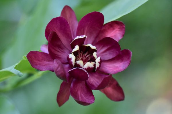 Calycanthus  Aphrodite  PP#24014  (Hybrid Spice Bush) Cheap