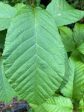 Sorbus megalocarpa WI509 (Whitebeam) Online Sale