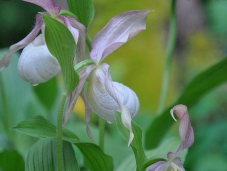 Cypripedium x  Ventricosum Pastel  Clone (Lady s Slipper Orchid) Online now