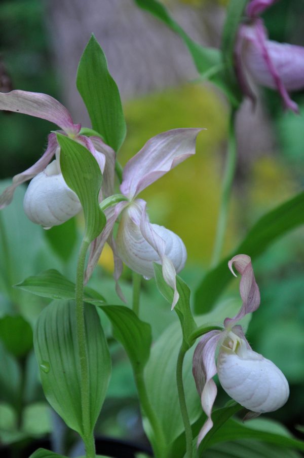 Cypripedium x  Ventricosum Pastel  Clone (Lady s Slipper Orchid) Online now