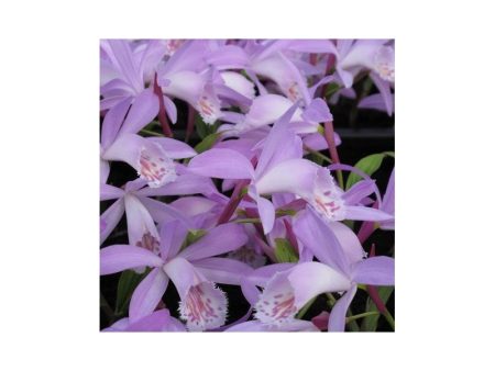 Pleione formosana  Verdi   (Hardy Orchid) For Sale