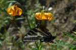 Lilium columbianum (Columbia Lily) Supply