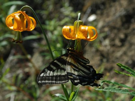 Lilium columbianum (Columbia Lily) Supply